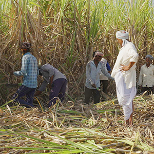 100 Ton Cane Growers Club